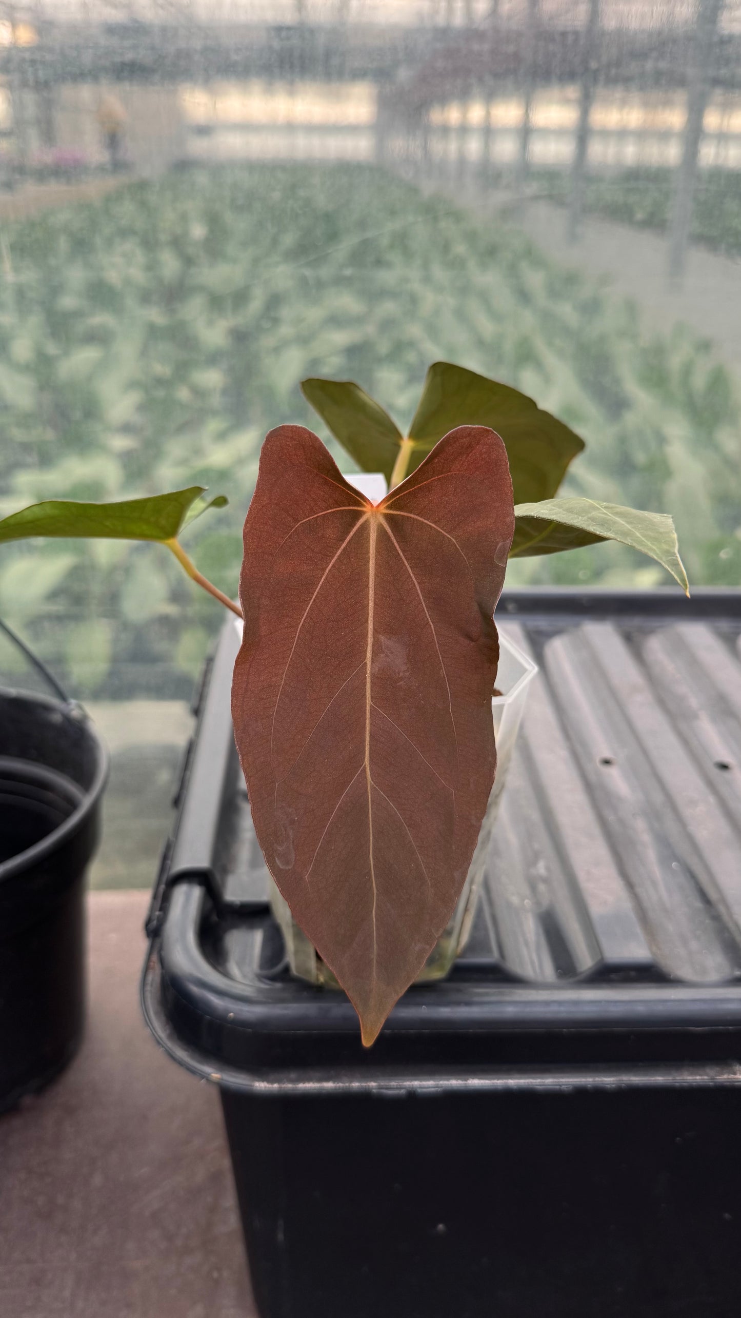 Anthurium (carla x dressleri) x pap RL self