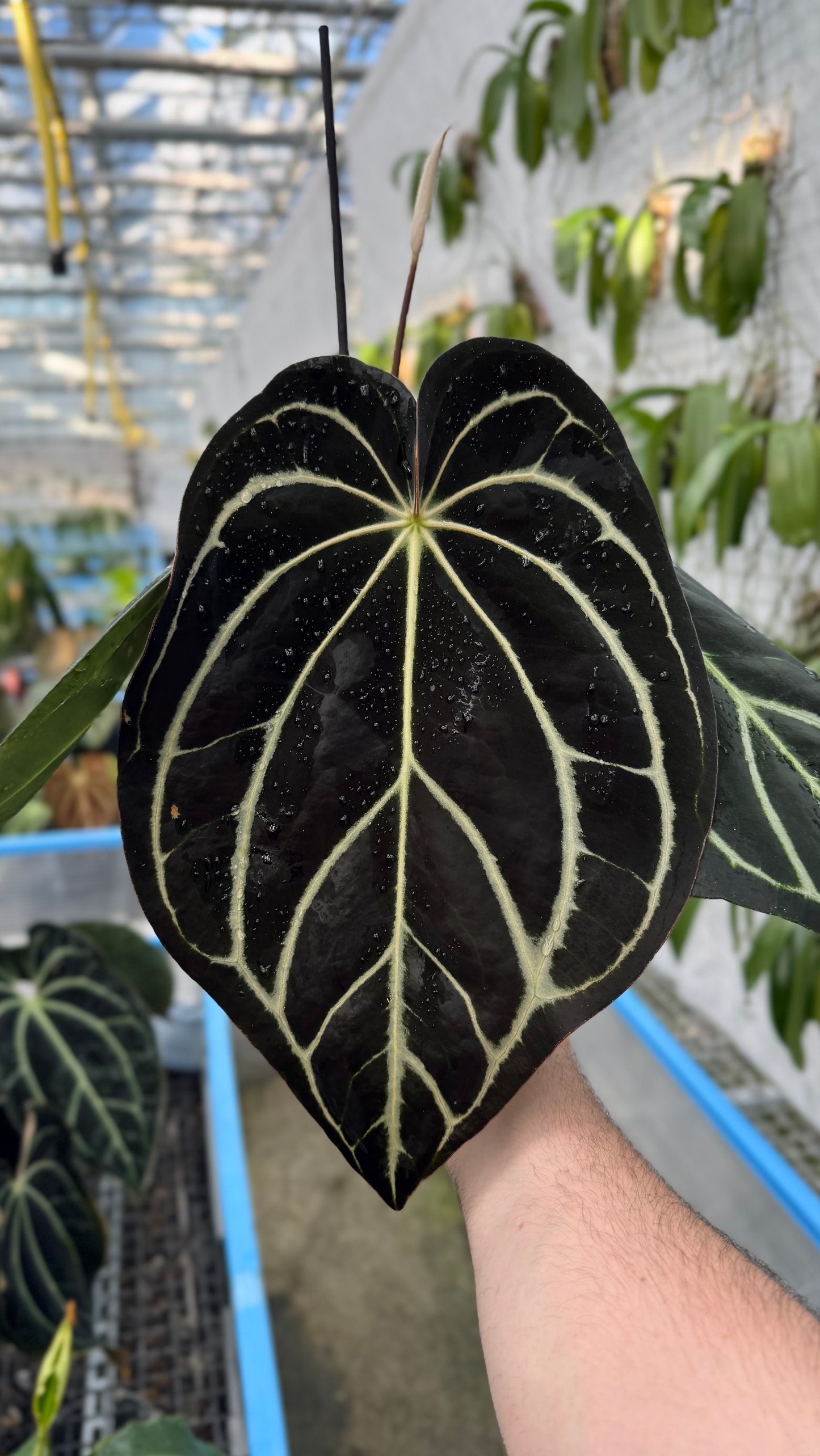 Anthurium carlablackiae RA5x10 self (blister var.)