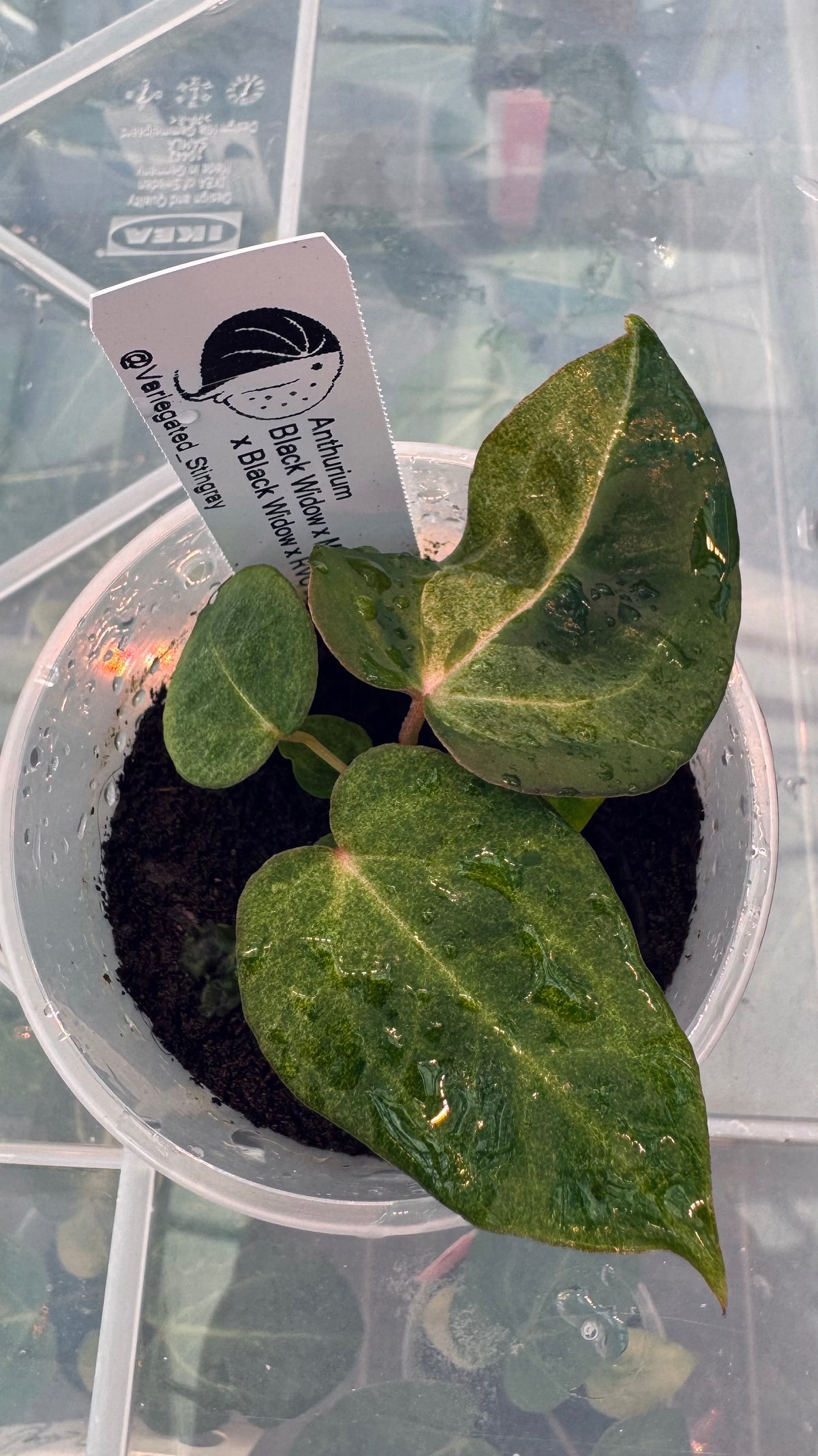 variegated (Black Widow x Michelle) x (Black Widow x RVC)