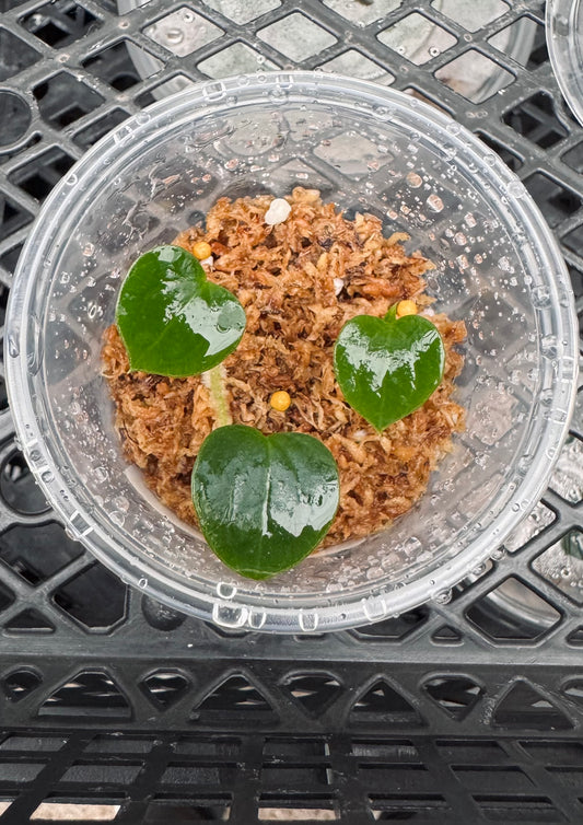 (carla x pap) x debilis