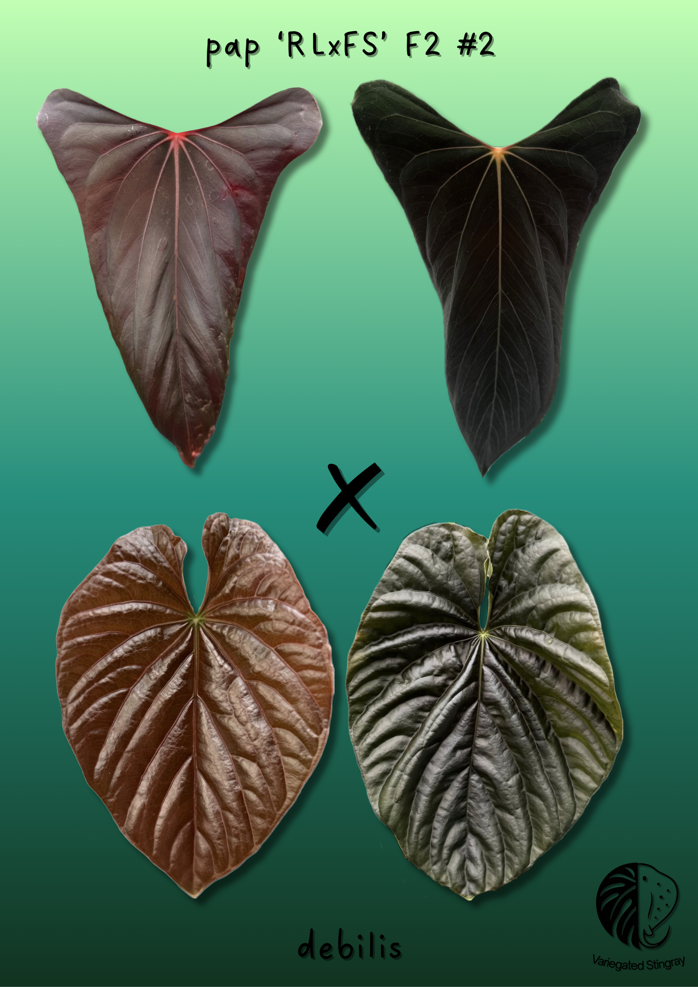 A. pap RLFS x debilis