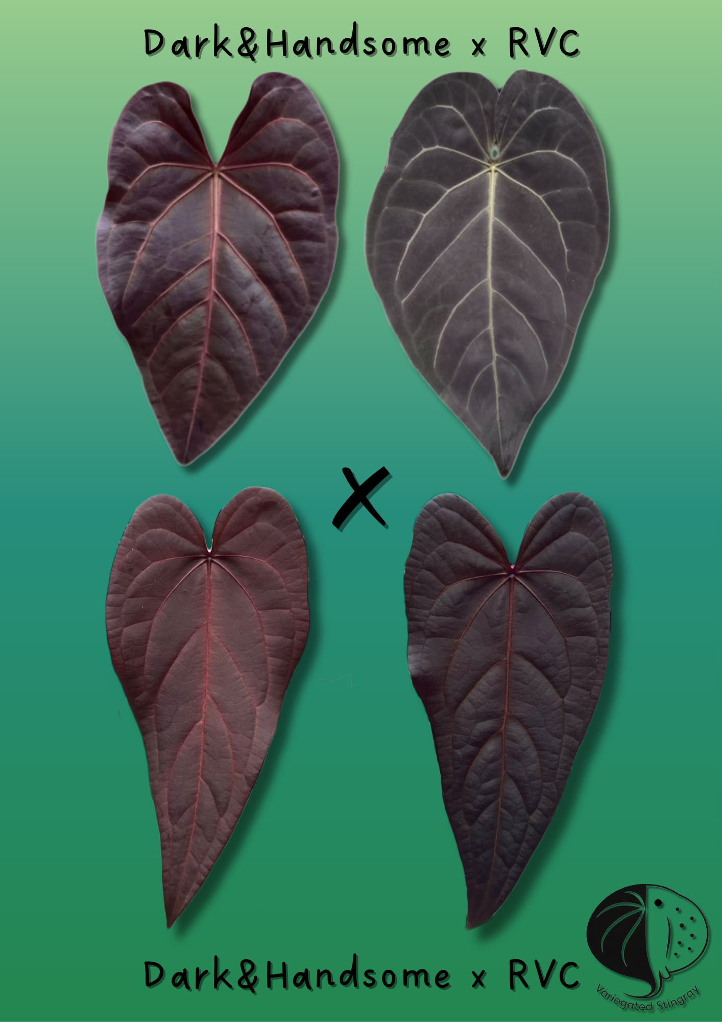 Dark&Handsome x RVC F2 - seeds