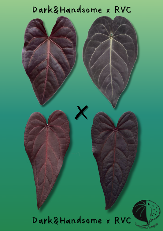Dark&Handsome x RVC F2 - seeds