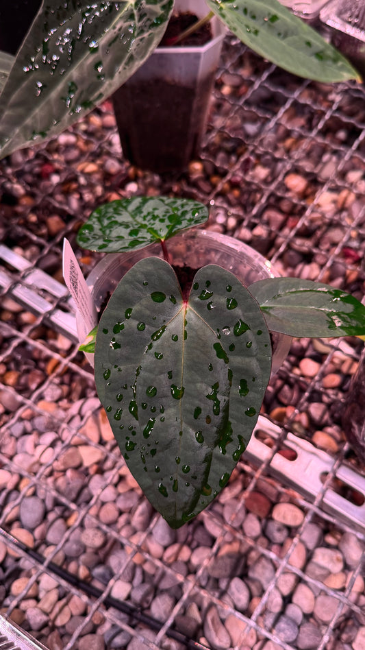 (dress x carla) x RVDP