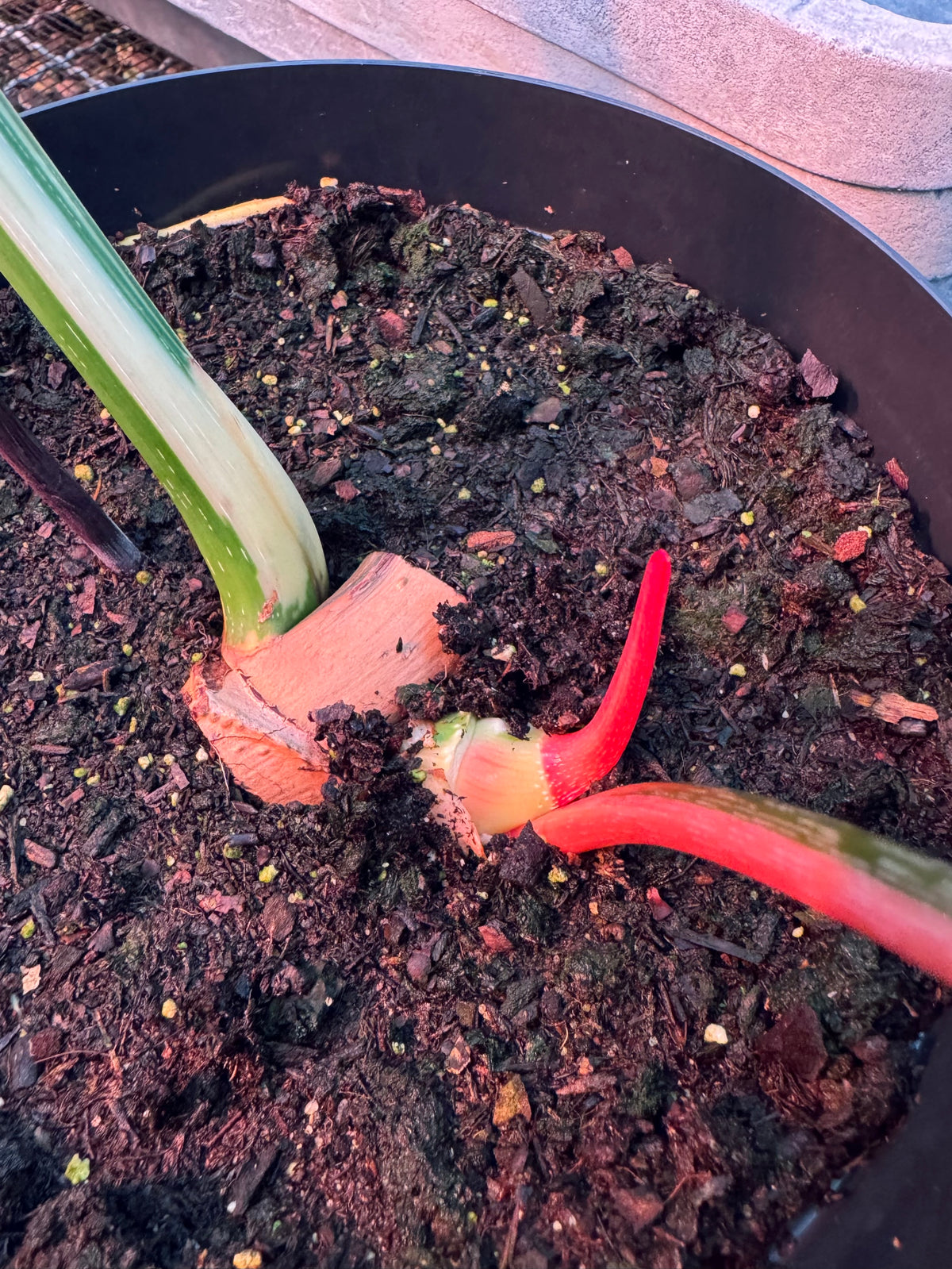 Philodendron gloriosum albo var.