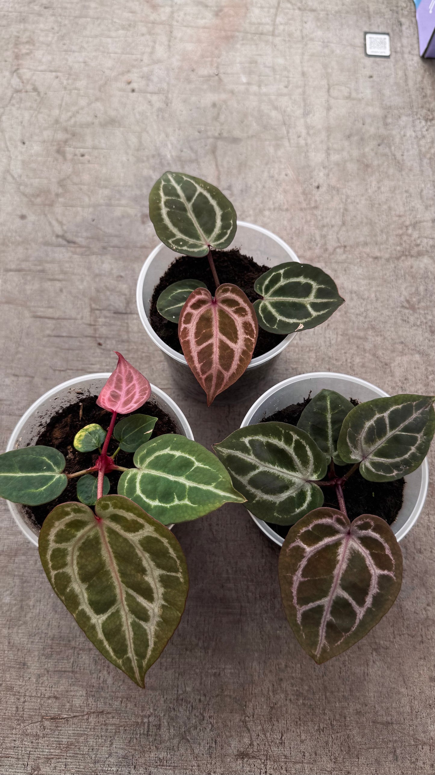 ZxM F2 'lobes' x 'Bleeding Heart'