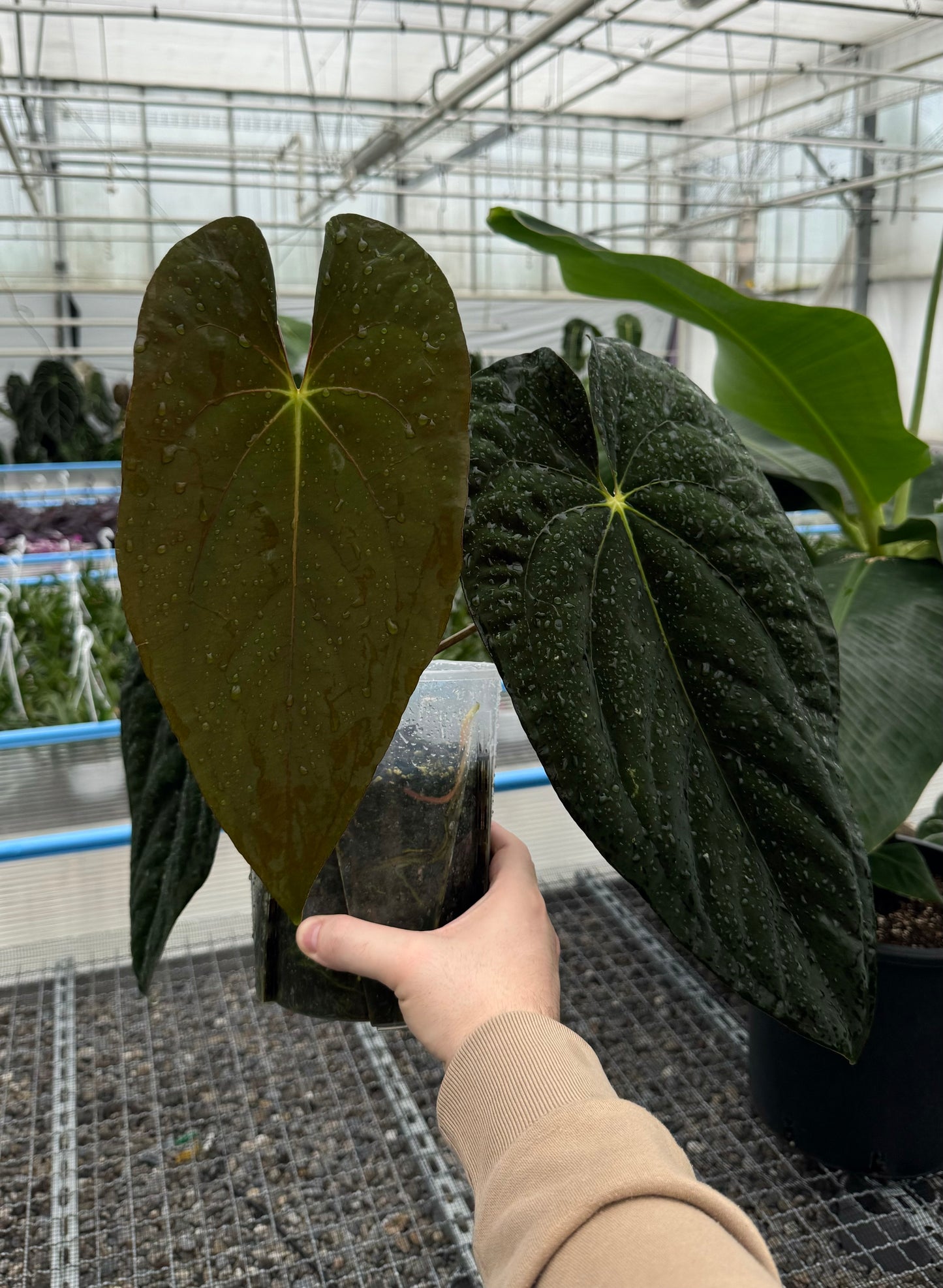 Anthurium "Eyewall" clone