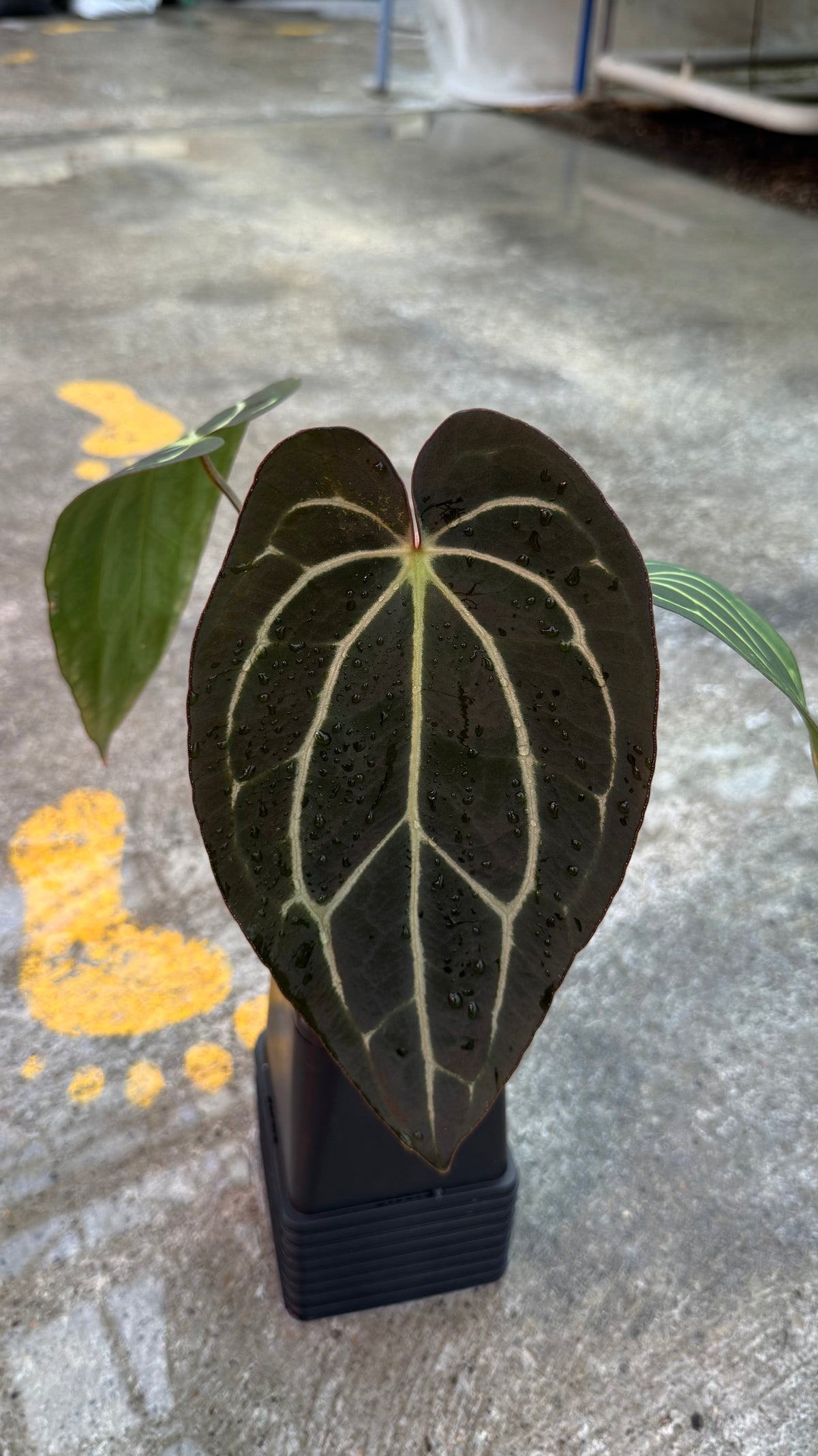 carlablackiae medium