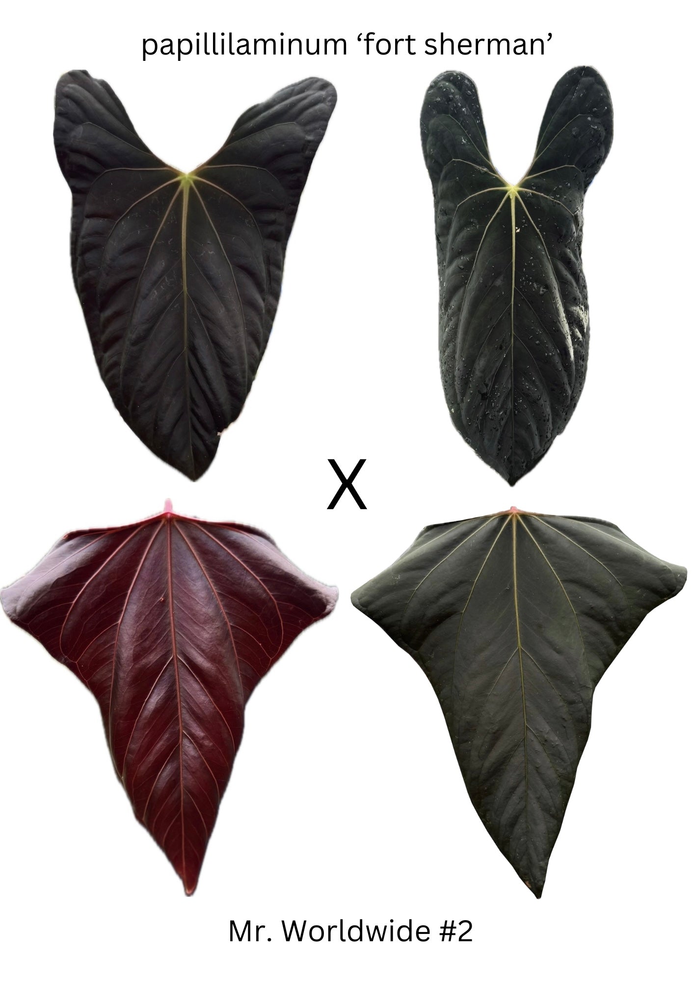 Anthurium papi FS x Mr. Worldwide (3 germinated seeds)