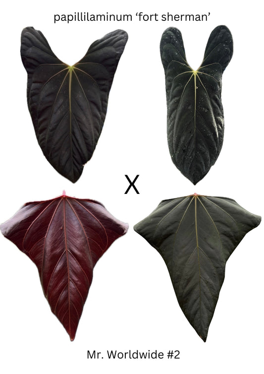 Anthurium papi FS x Mr. Worldwide (3 germinated seeds)