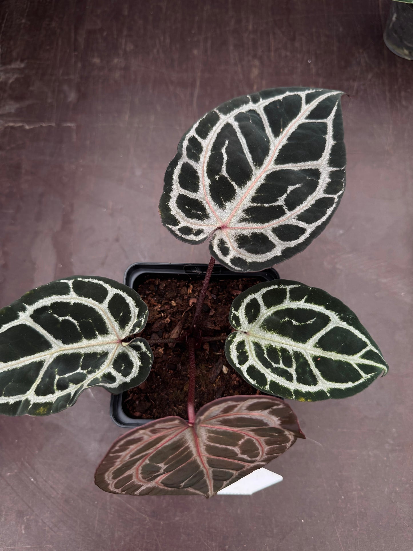 ZxM F2 'lobes' x 'Bleeding Heart'