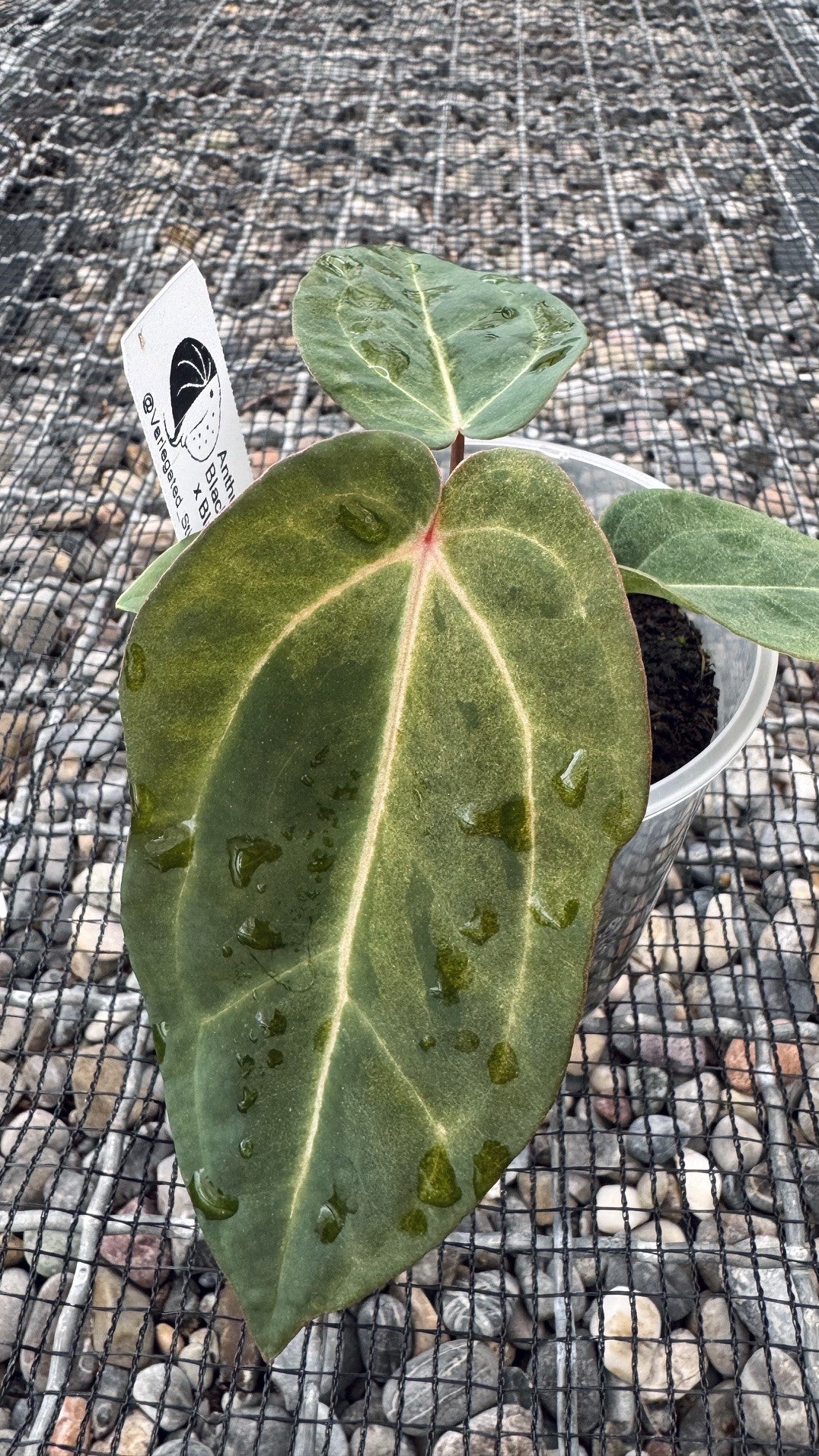 variegated (Black Widow x Michelle) x (Black Widow x RVC)
