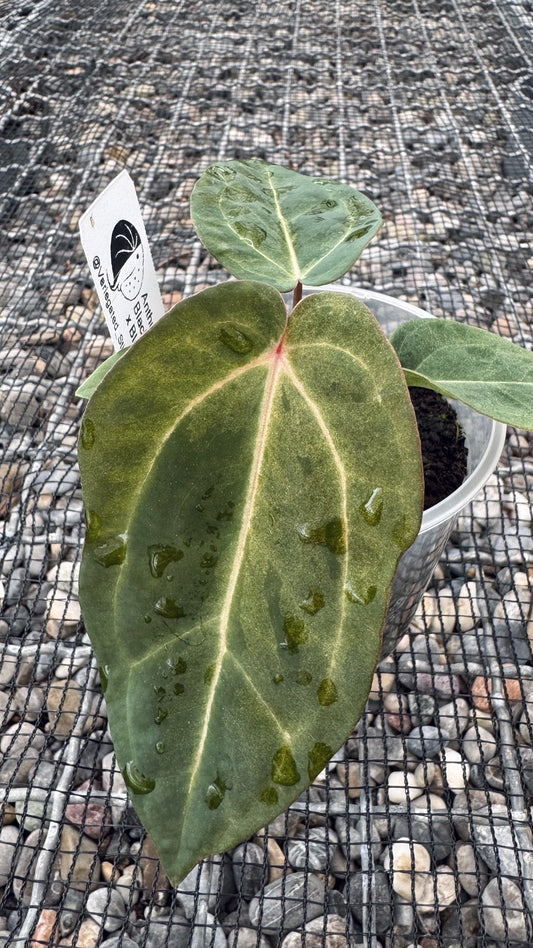 variegated (Black Widow x Michelle) x (Black Widow x RVC)