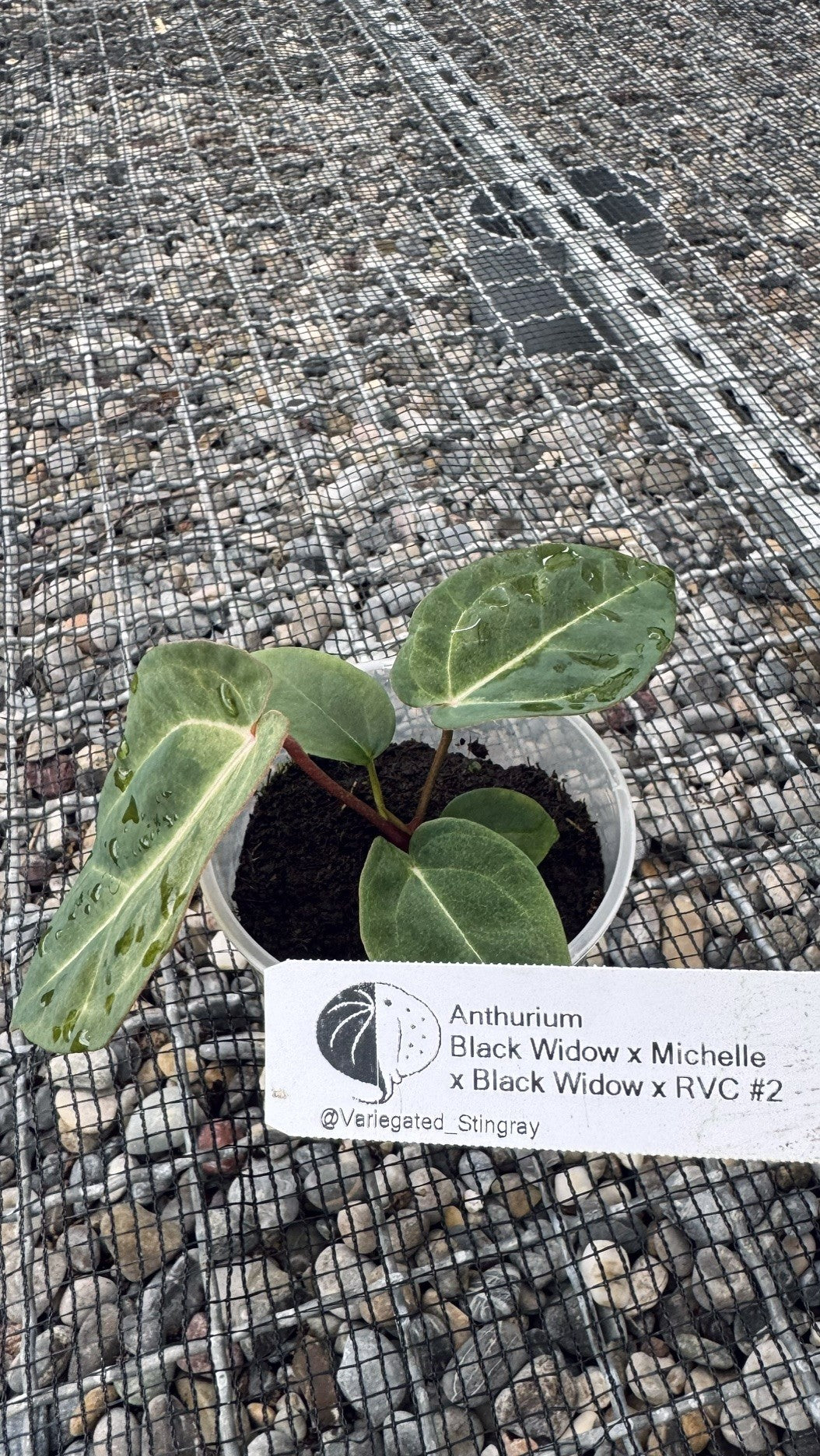 variegated (Black Widow x Michelle) x (Black Widow x RVC)