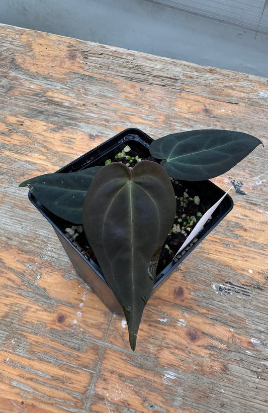Black Widow x RVC F2 - selected