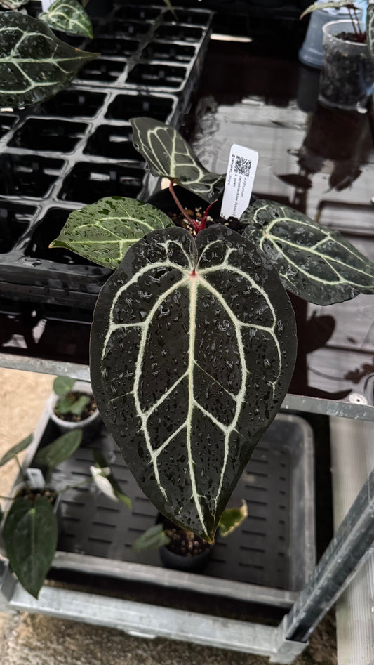 A. carla 5x10 x open - SELECTED