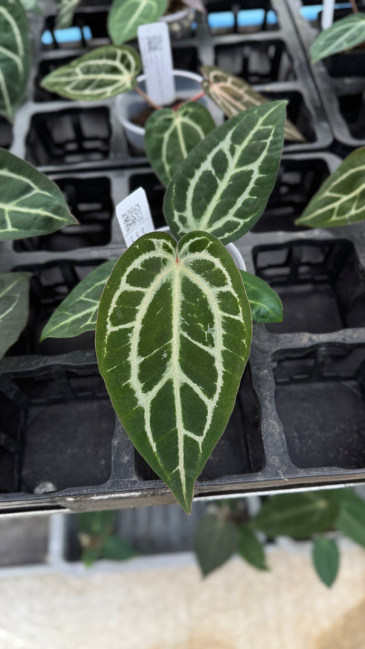 Anthurium carlablackiae RA5x10 self (blister var.)