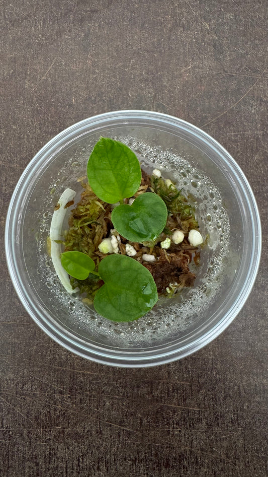 Anthurium (dressleri x carla) x warocqueanum (2x 2-leaf seedlings)