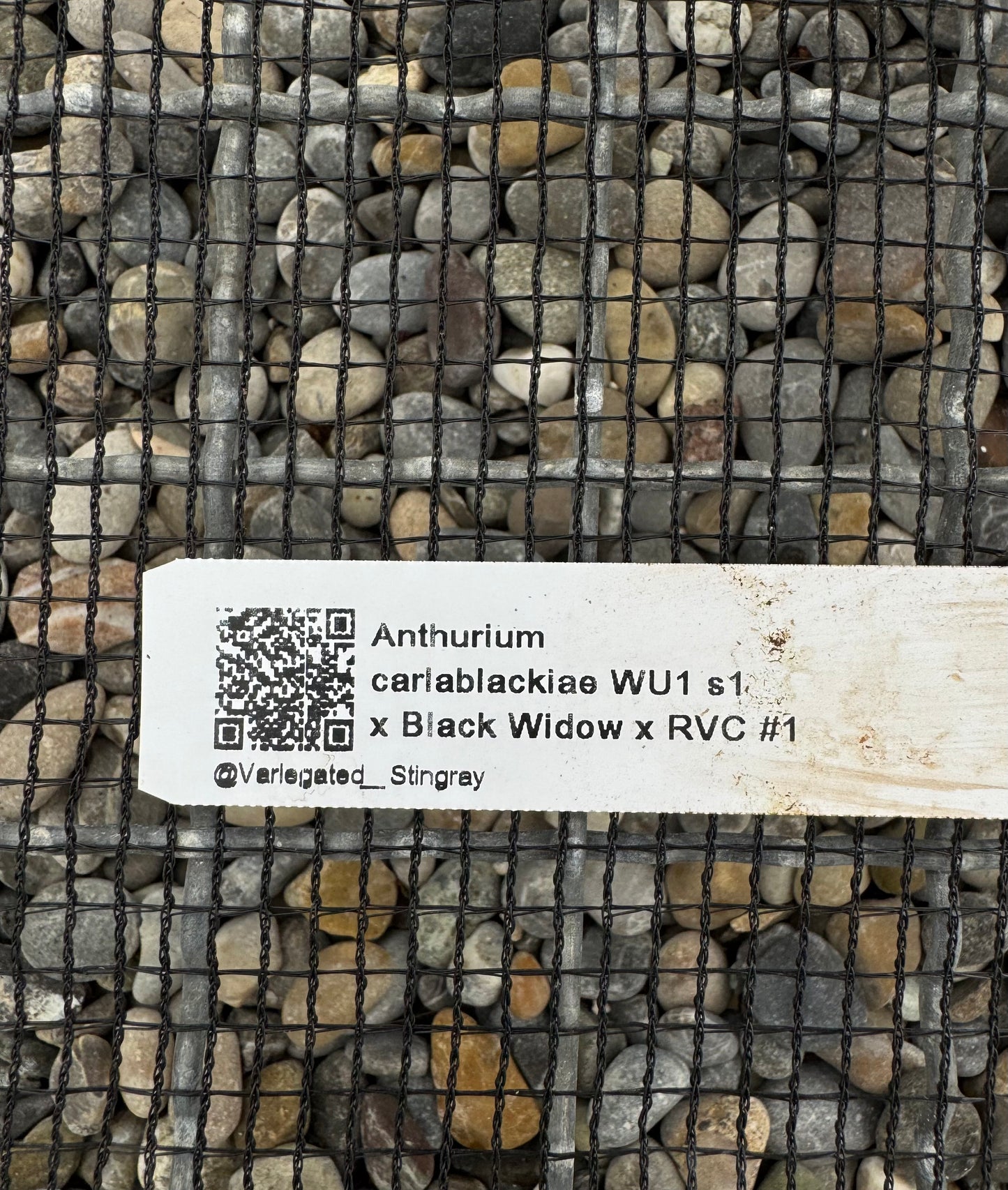 carla WU1 x (Black Widow x RVC)
