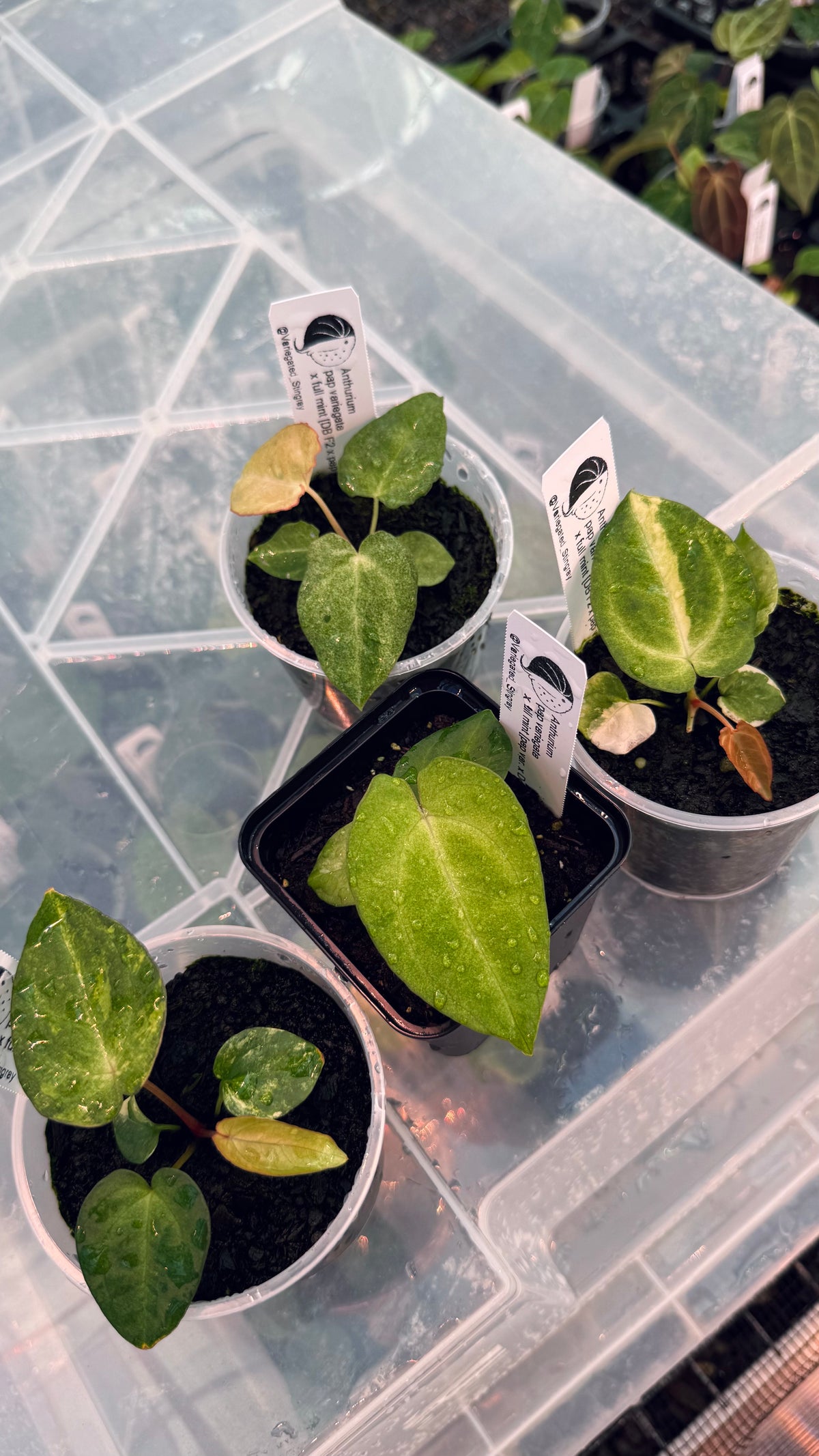 variegated pap x full mint