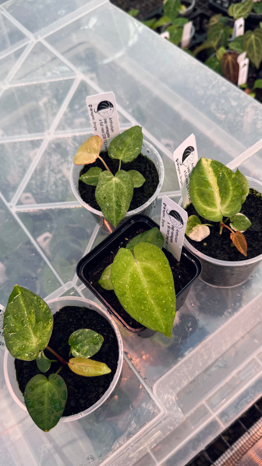 variegated pap x full mint