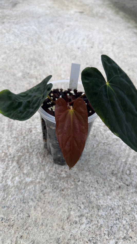 Anthurium "Eyewall" clone
