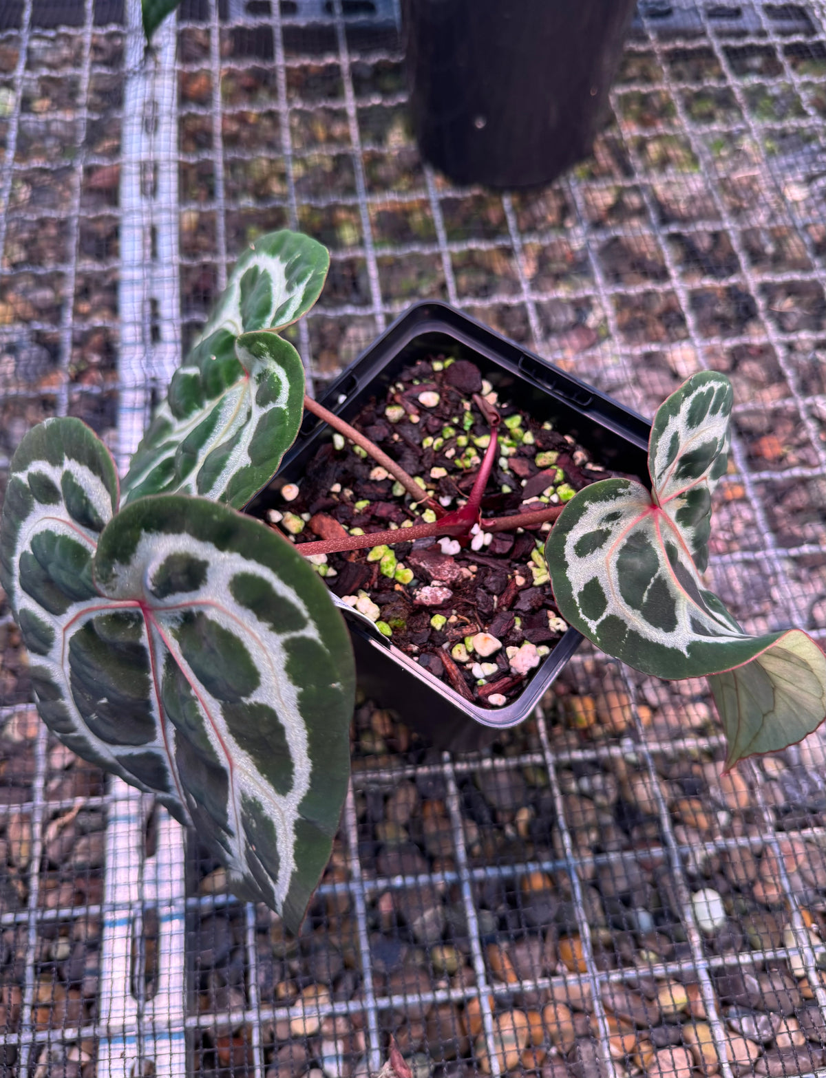 ZxM 'Bleeding Heart' x Michelle