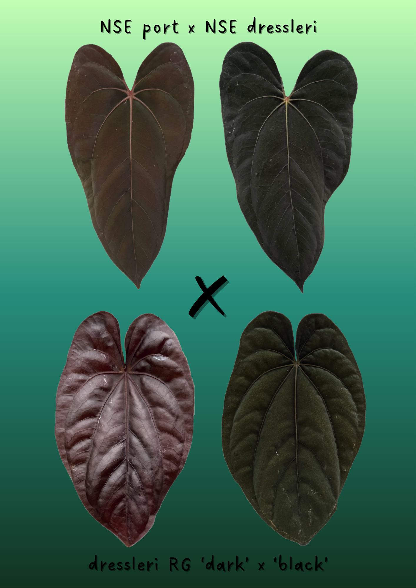 A. (NSE port x dress) x dressleri