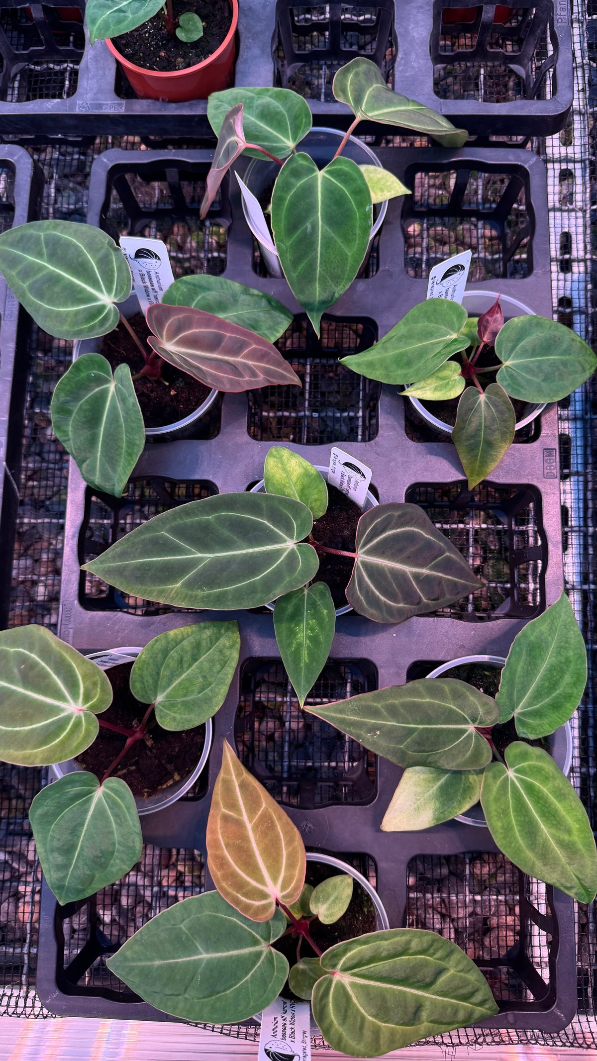 besseae aff x (BW x RVC)