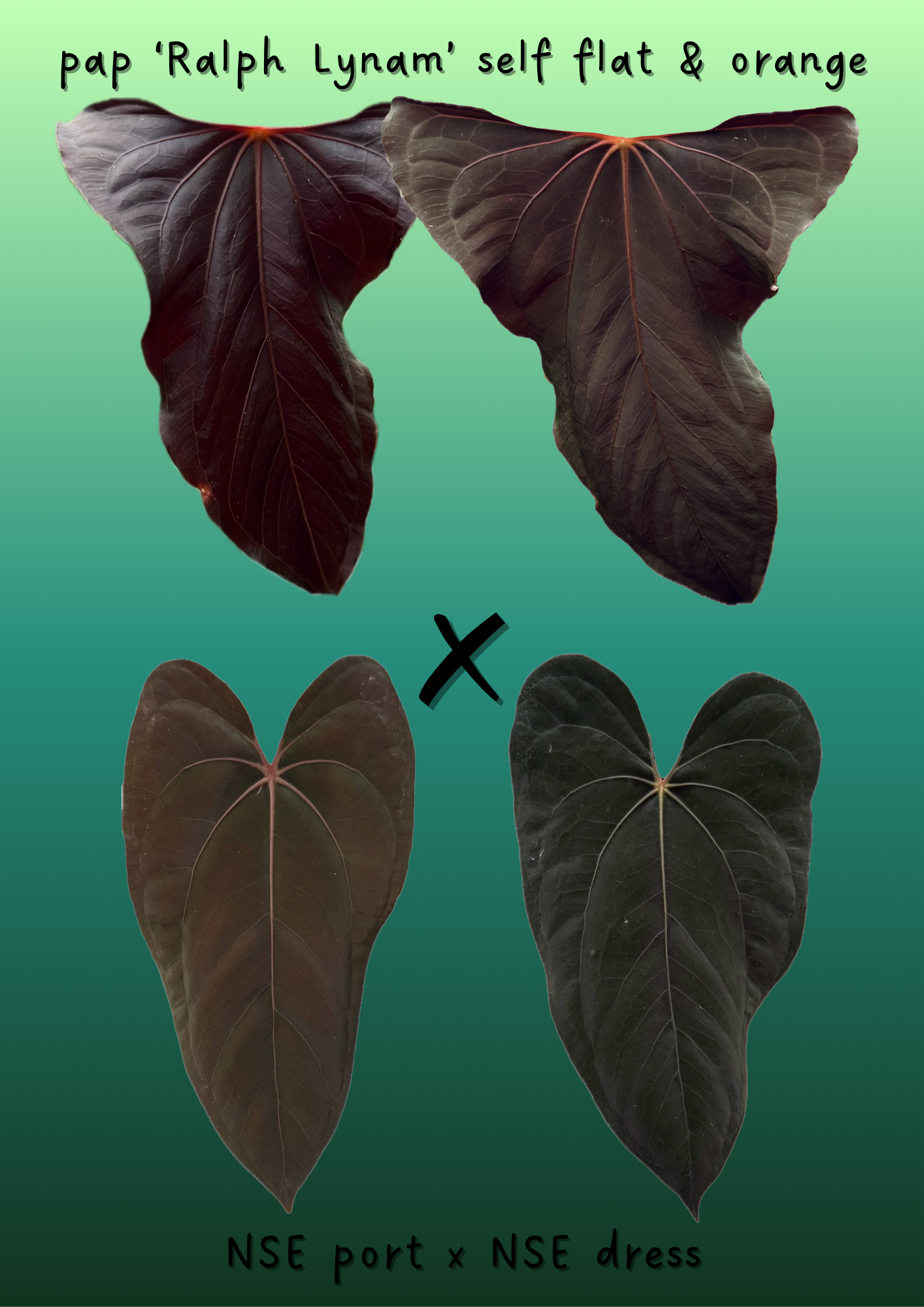 A. pap RL flat x (NSE port x dress)