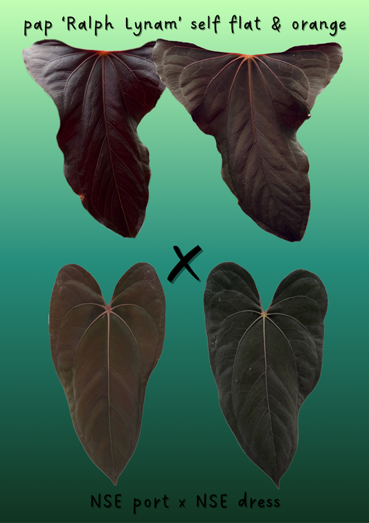 A. pap RL flat x (NSE port x dress)