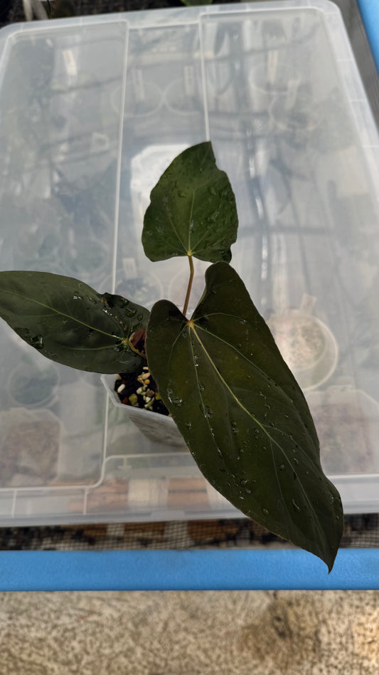 Anthurium (carla x dressleri) x pap RL self