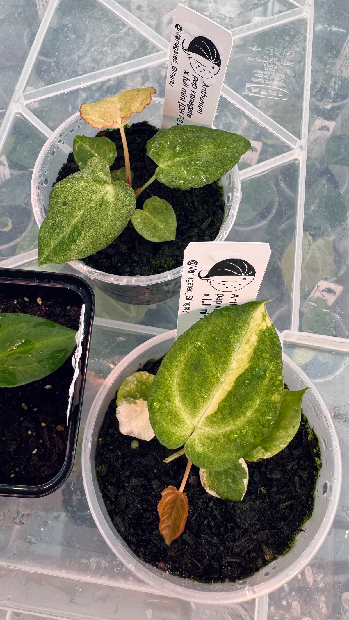 variegated pap x full mint