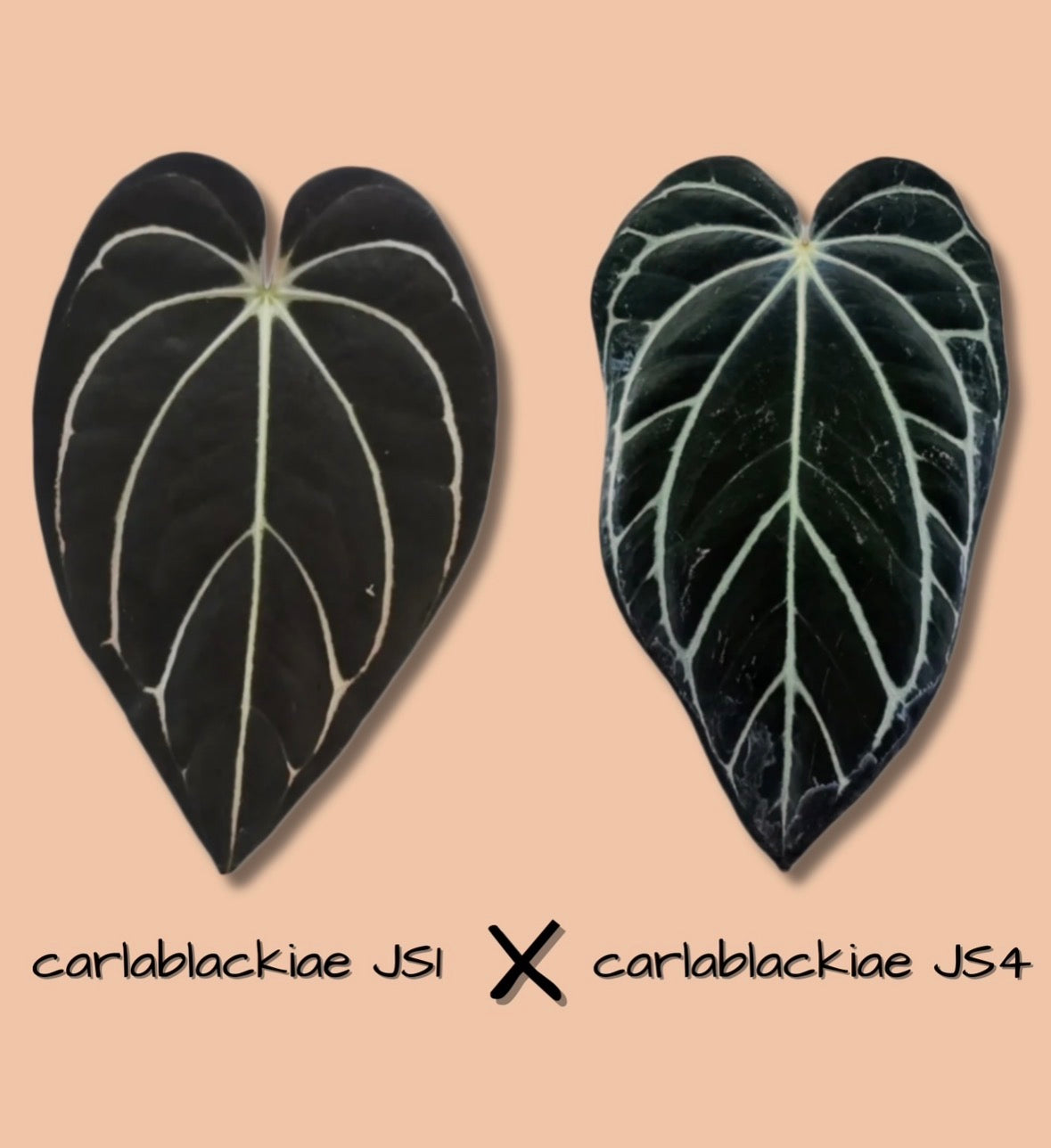 carlablackiae 'JS1' x 'JS4'