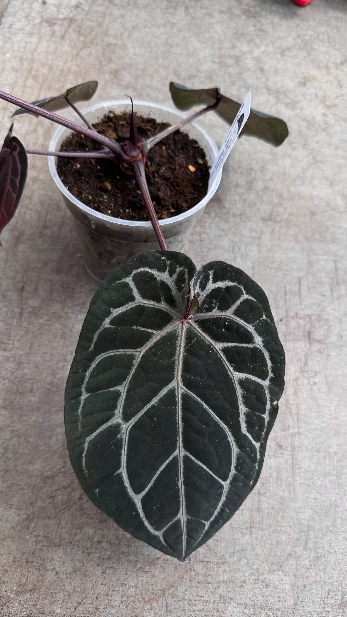 ZxM F2 'lobes' x 'Bleeding Heart' (medium)