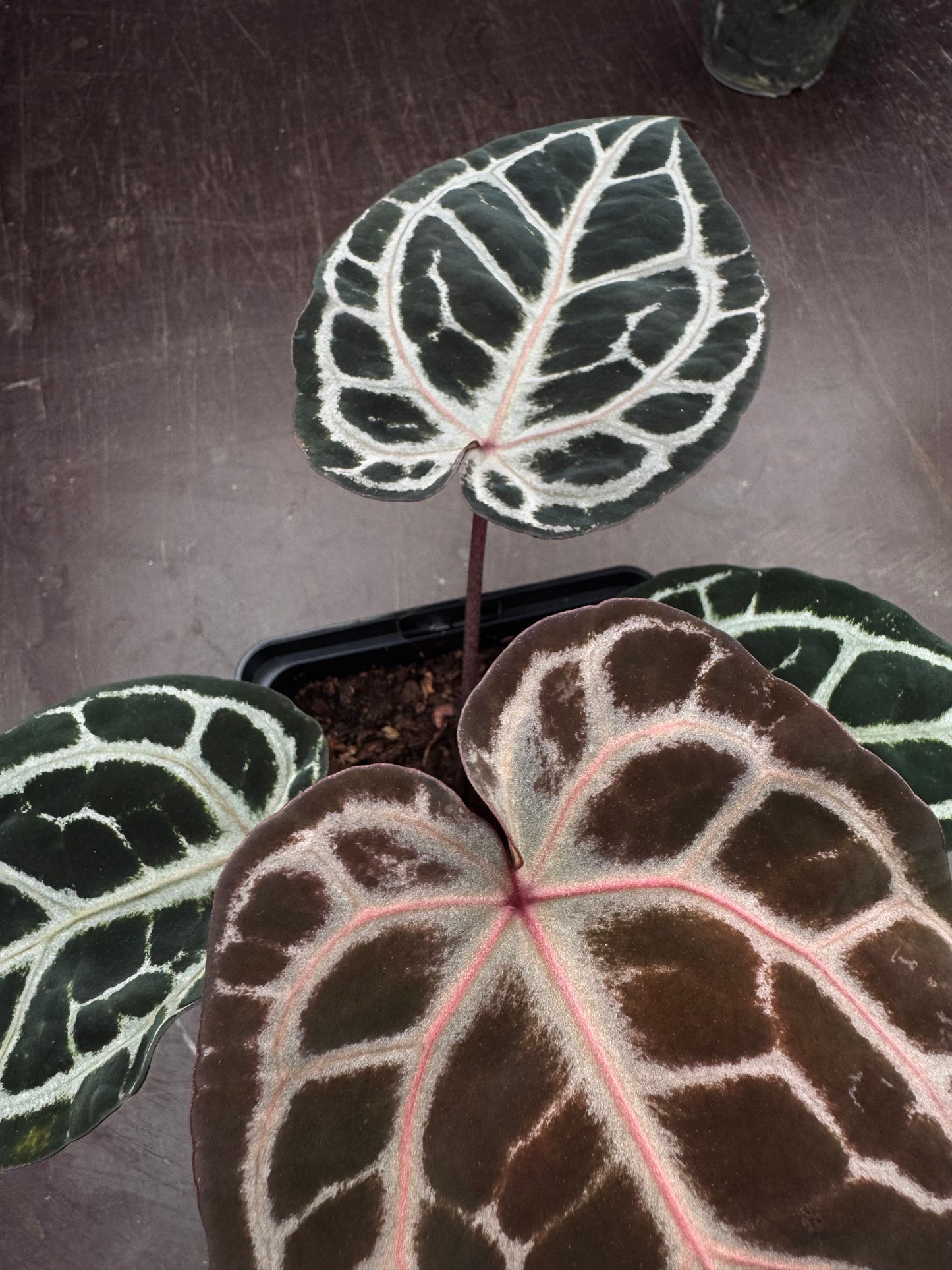 ZxM F2 'lobes' x 'Bleeding Heart'