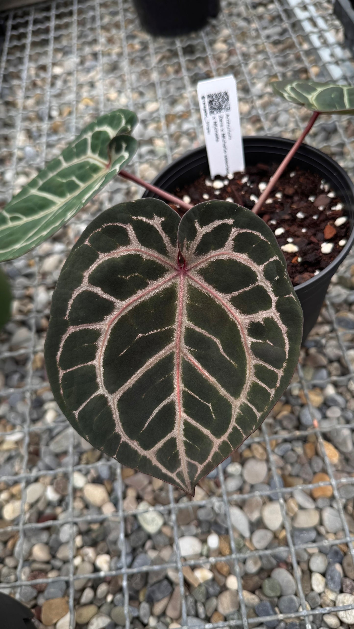 Anthurium ZxM x Michelle