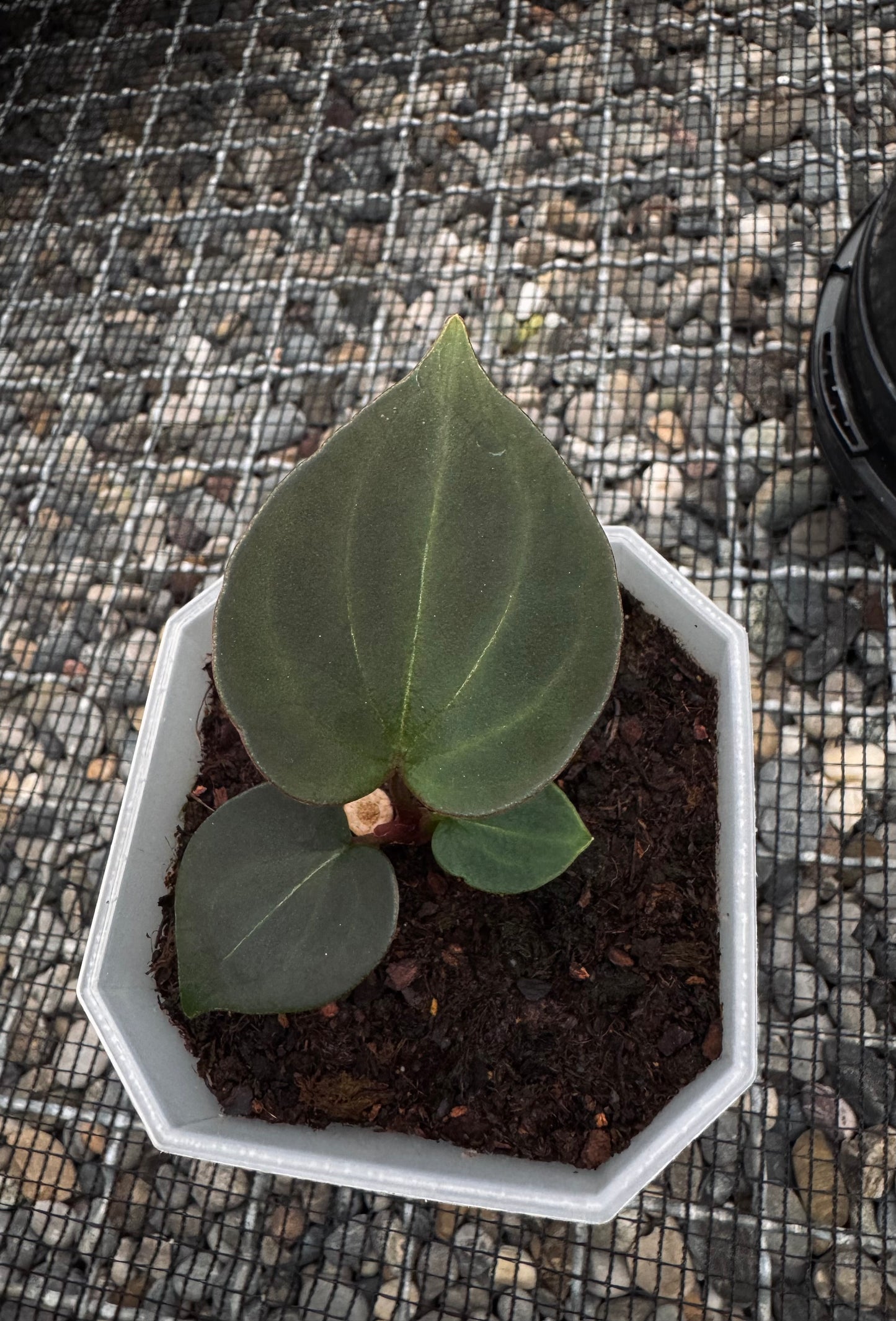 King of Spades clone