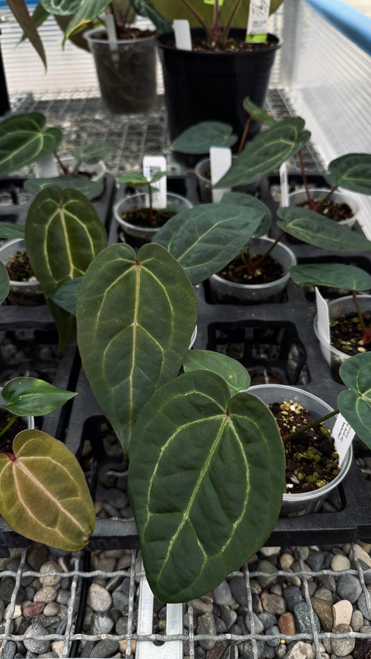 A. Ace of Spades x ZxM 'BH'