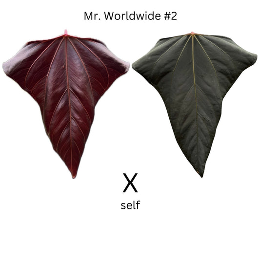 Anthurium Mr. Worldwide (self)