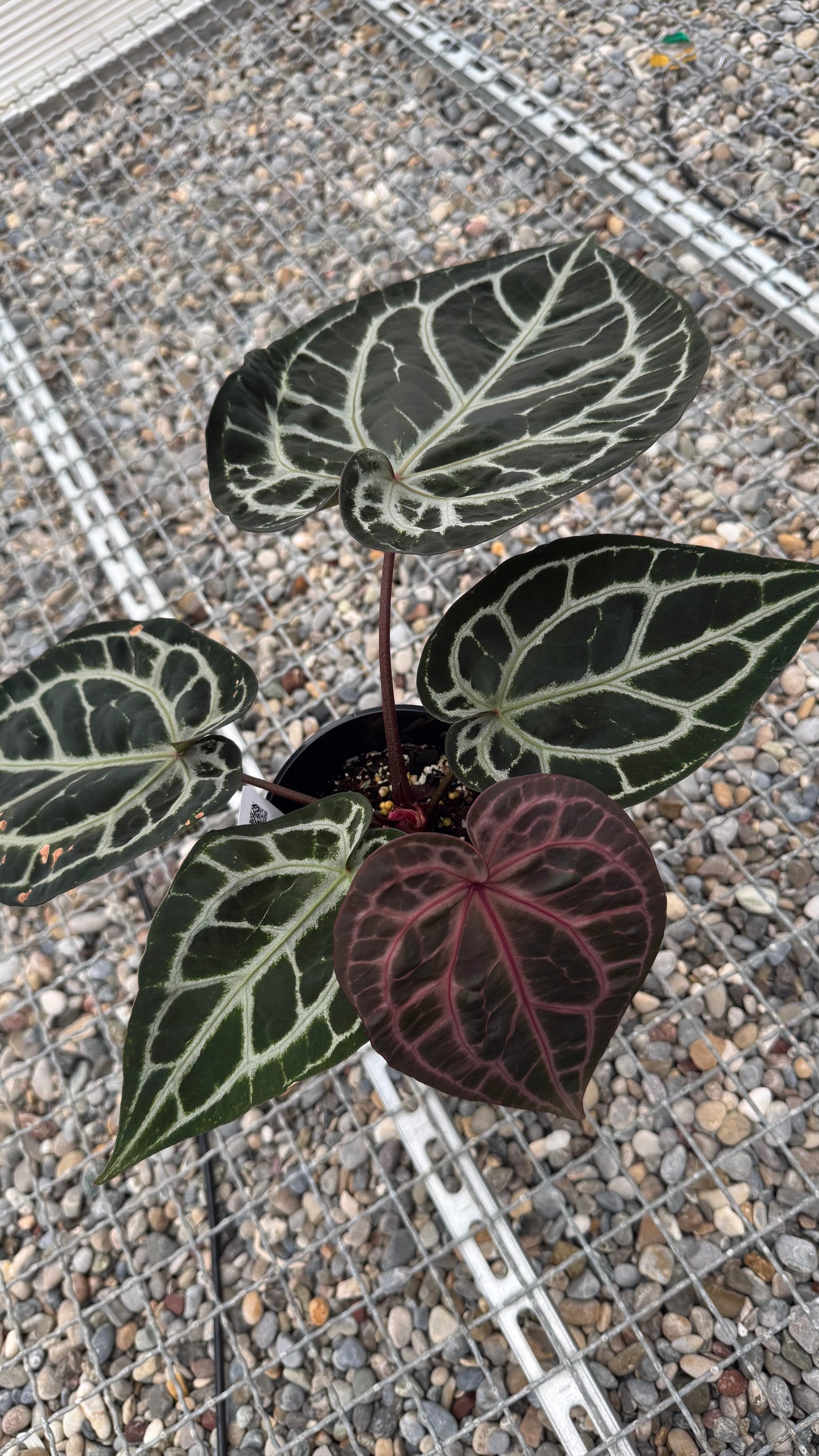 Anthurium Michelle (holdback selection)