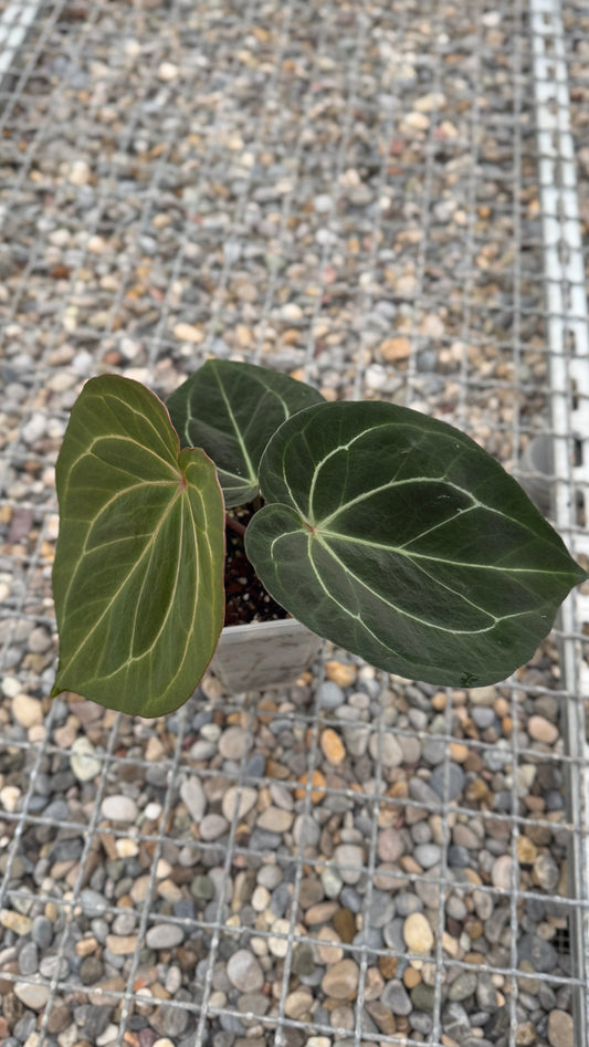 Anthurium KoS x Michelle