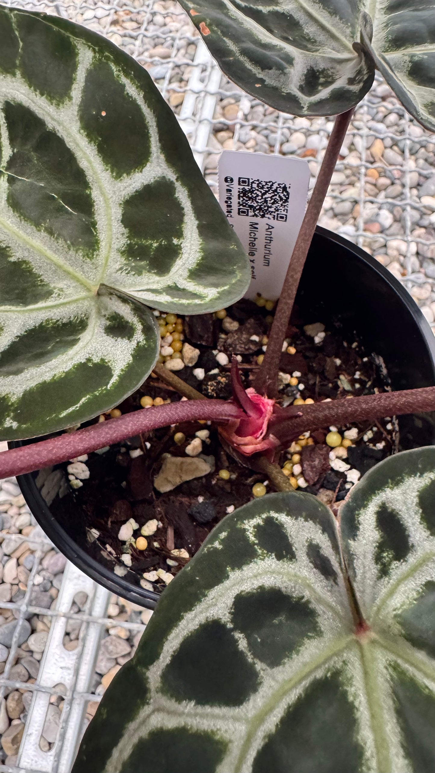Anthurium Michelle (holdback selection)
