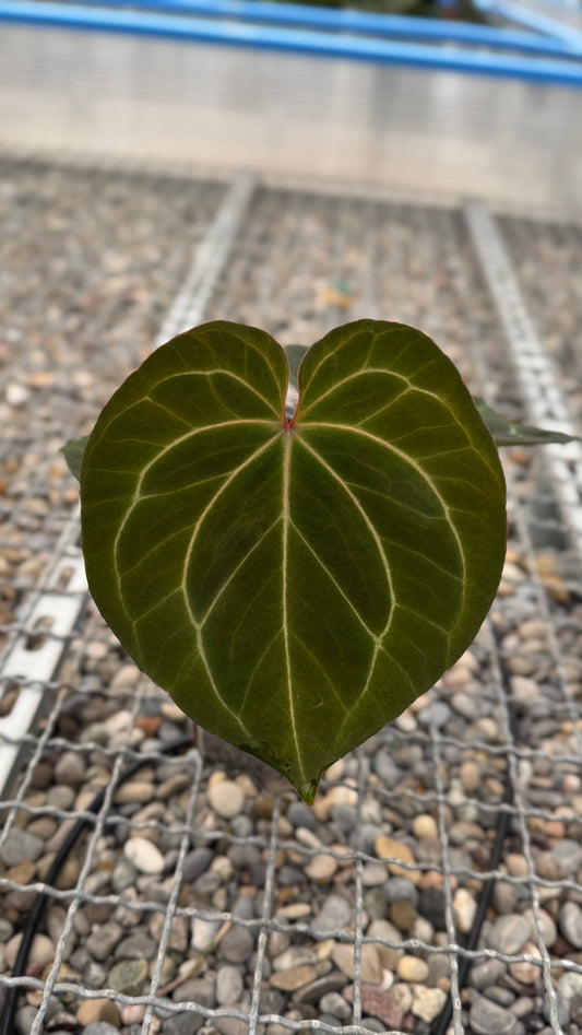Anthurium KoS x Michelle
