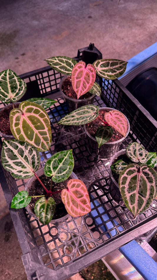 A. ZxM 'Bleeding Heart' x ZxM 'dark'