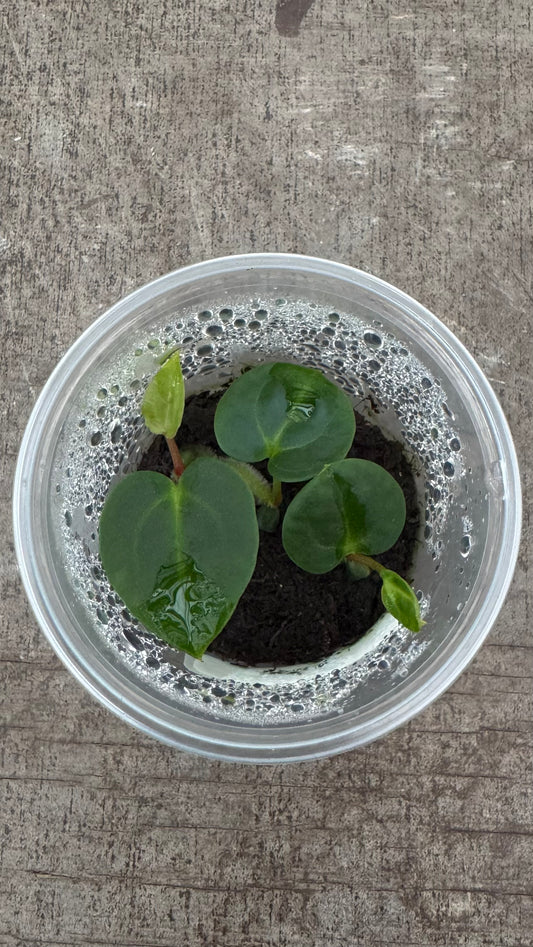 Anthurium carlablackiae (3x 1-2 leaf seedlings)