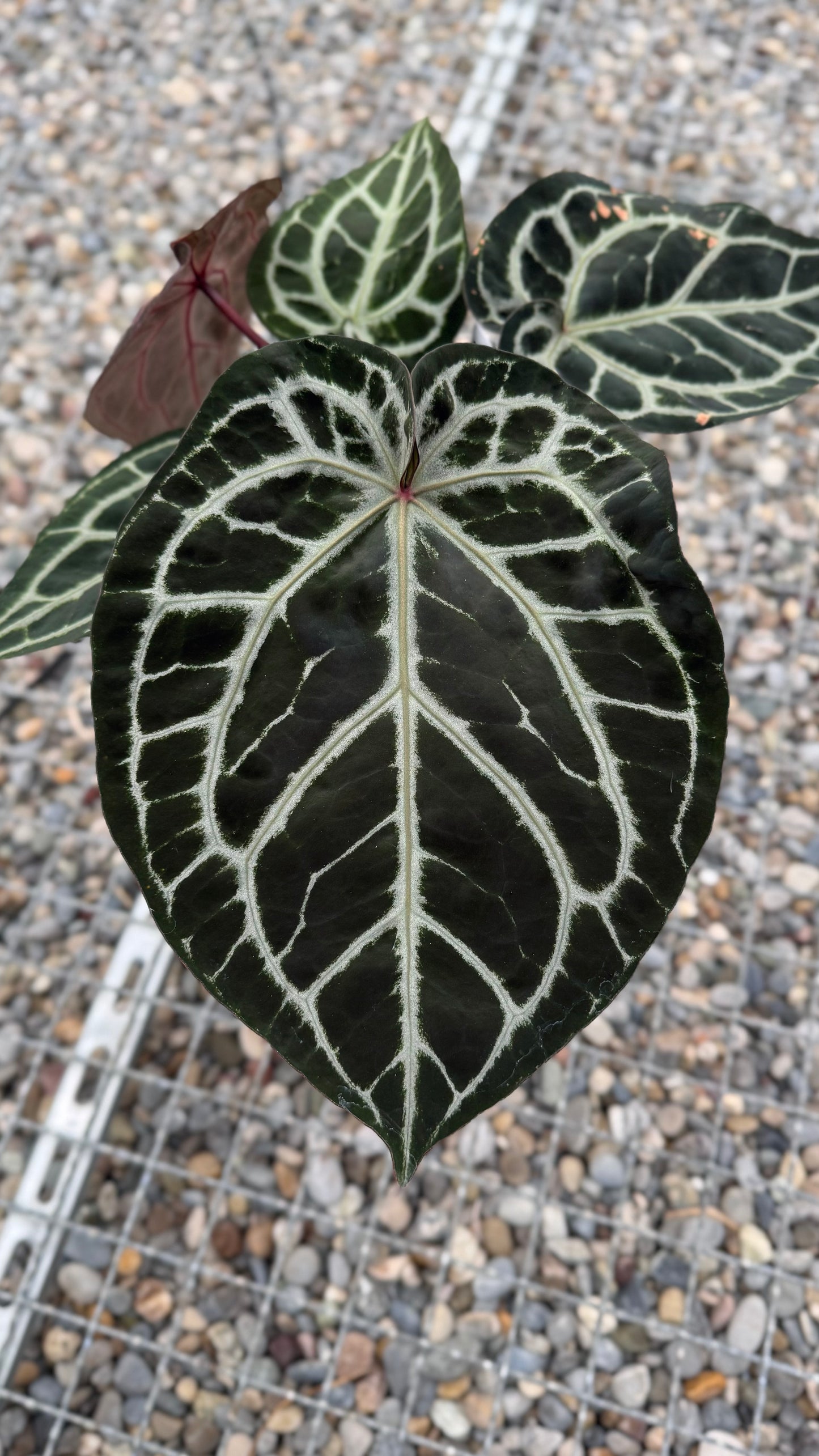 Anthurium Michelle (holdback selection)