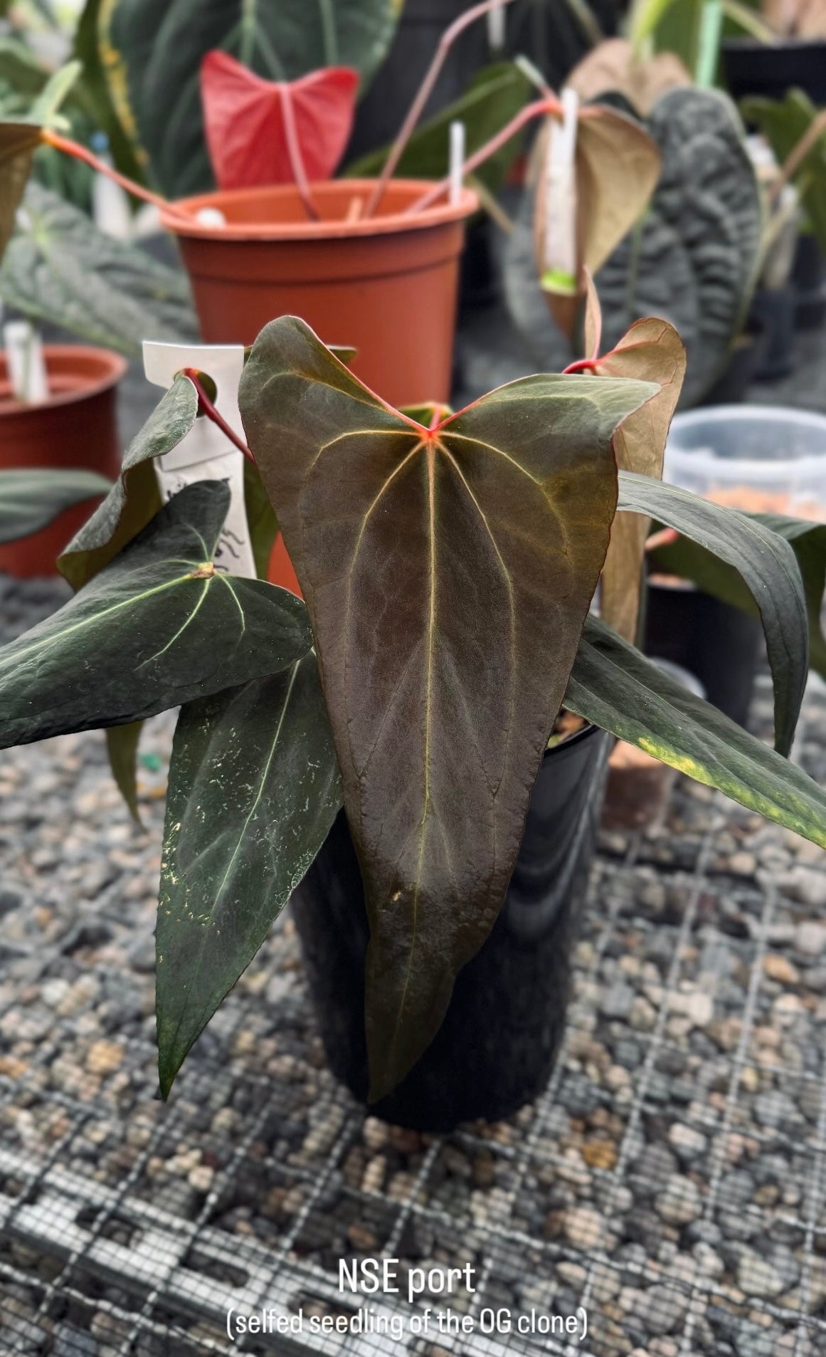 A. NSE portillae S1 clone