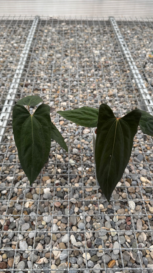 Anthurium papillilaminum RLxFS