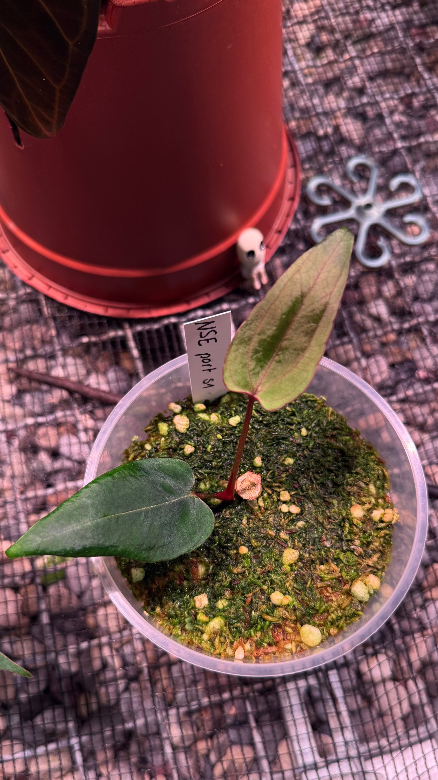 A. NSE portillae S1 clone